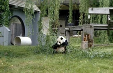 National Zoo,Giant Panda,Smithsonian Institute,Washington,DC,Carol Highsmith,1