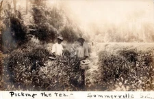 1912 Summerville SC African Americans Picking Tea Leaves RPPC Postcard COPY