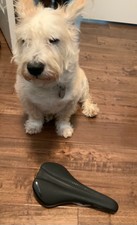 bontrager arvada comp saddle