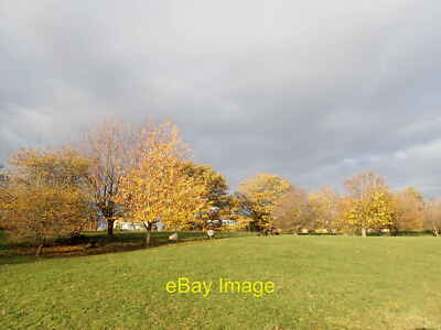 Foto 12x8 Schafe im London Wetland Centre Barnes Schafe und Rinder sind um 2020