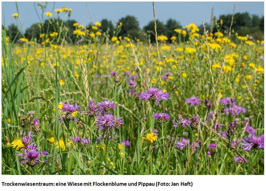 Thumbnail - Die Wiese | Jan Haft | Buch | Flyer Wildtierstiftung | 256 S. |