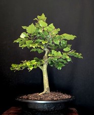 Fertiger Bonsai Pflanzen, Bume & Strucher fr Torf-Boden Bonsai online  kaufen | eBay.de
