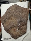 Natural Crinoid Fossils Death Bed Cluster Slab Plate Orodovician - Arkansas 27lb — photo 7