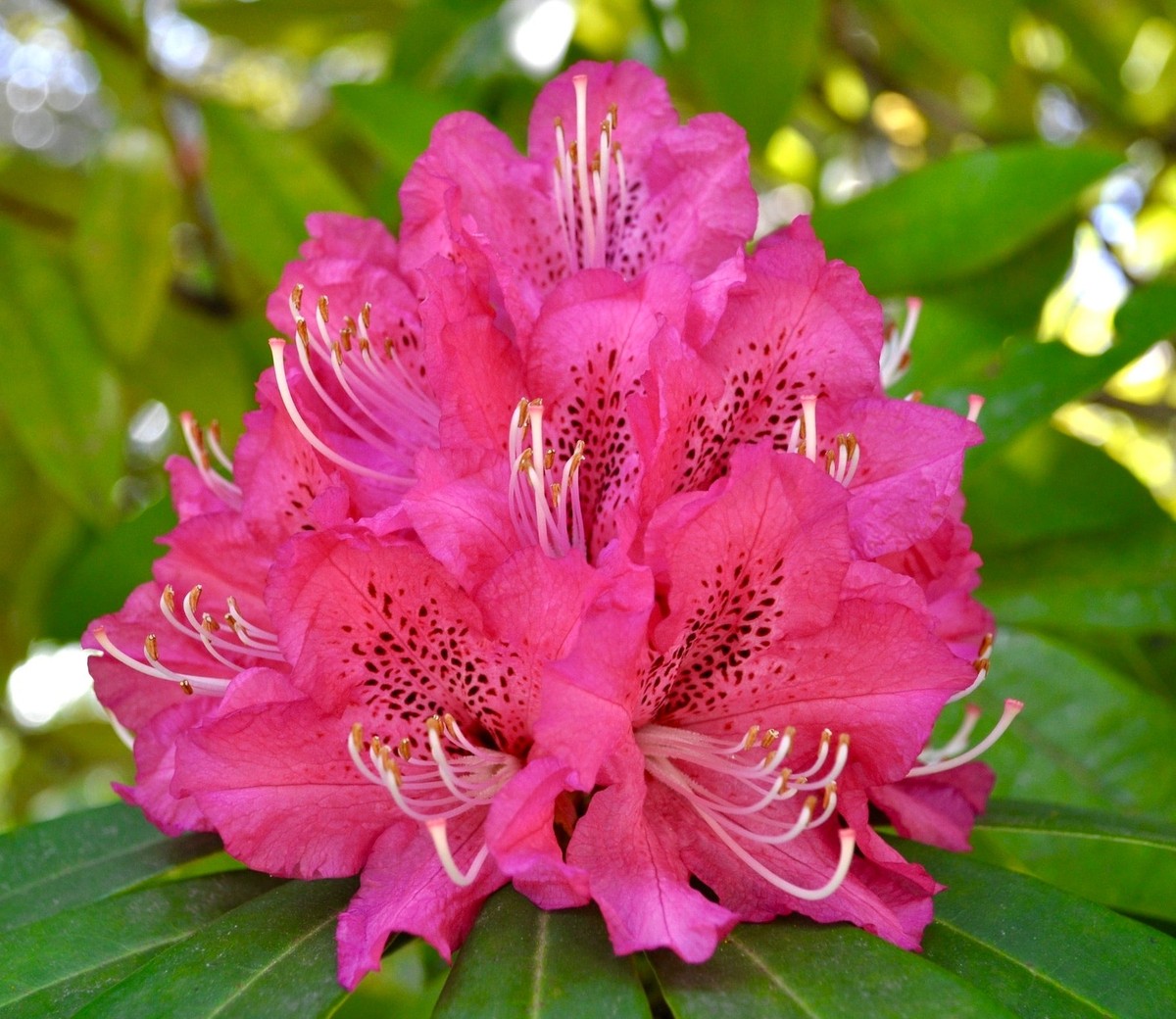 Rhododendron ssp. cv PINK PANTHER 15-25cm - | eBay