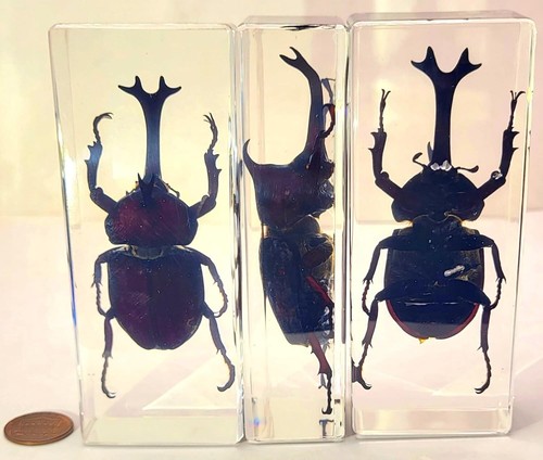 Escarabajo rinoceronte japonés real de 4,3" en resina transparente ciencia educación espécimen - Imagen 8 de 9