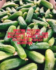 Cucumber seeds. 5 popular varieties. 25 seeds each. Free shipping.