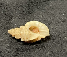 MURICIDAE Favartia Paulboschi 16.60mm Masirah Island, Oman - RARE!