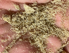 Multivitamin Enriched Freeze Dried Tubifex Worm FINES For Small Fish And Fry