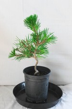 Japanese Black Pine 'Mikawa' Trained Pre-Bonsai Tree - 1 Gallon Informal Upright