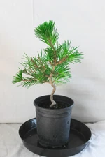 Japanese Black Pine 'Mikawa' Trained Pre-Bonsai Tree - 1 Gallon Informal Upright
