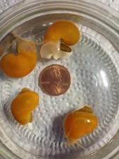 Gold Mystery Snails 3 pack  2 Random colors Free 