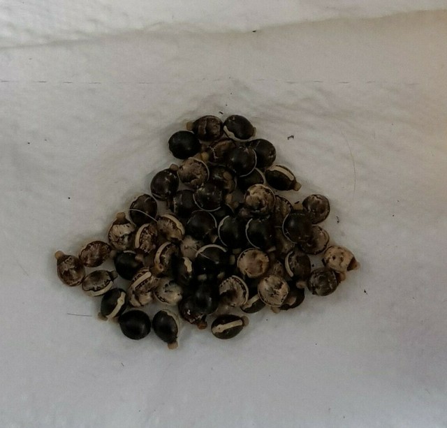 10x Maclaeys Spectre Prickly Stick Insect Eggs (Can be a pet or live feed) 10x Maclaeys Spectre Prickly Stick Insect Eggs (Can be a pet or live feed)