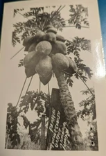 1949  Vintage RPPC PAPAYAS Turner Sunken Garden St Petersburg  Fl POSTCARD