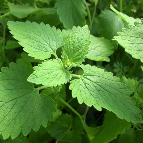 Catnip Seeds 1000+ Herb Perrenial Garden NON-GMO USA FREE SHIPPING - Image 3 of 4