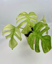 Rooted Monstera Deliciosa Mint Variegata Plant