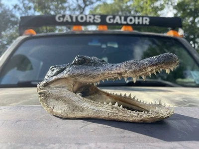 American Alligator Head 5-6 Inches Genuine Documentation Included - Image 1 of 4