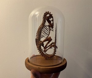 Tyrannosaurus T-Rex Dinosaur Fetus Skeleton Under Globe 20 Cm