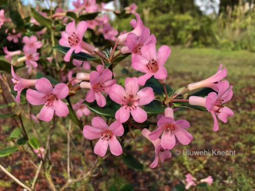 Rhododendron stevensianum dense fine texture pink bonsai VIREYA orchid VERY RARE