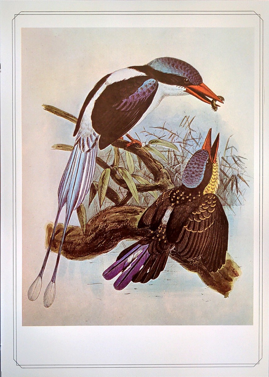 John Gerrard Keulemans Bird Morty Island Kingfisher Vintage Print