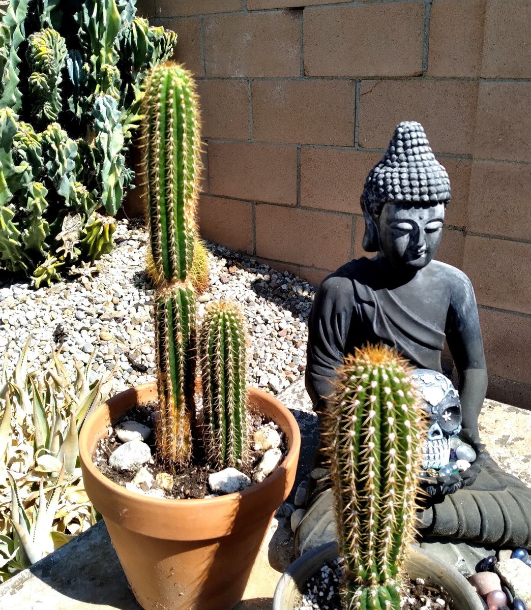 Ys Pedro Tastua OC 親株販売 FUN Double Stack Echinopsis Spachiana Golden Torches Cactus | eBay