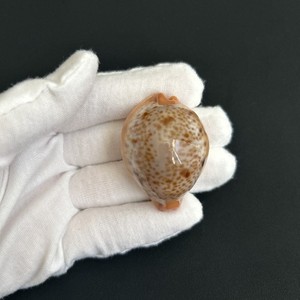 Cypraea porteri, Lyncina porteri, Porter's Cowrie, 44.6mm, Philippines cowrie