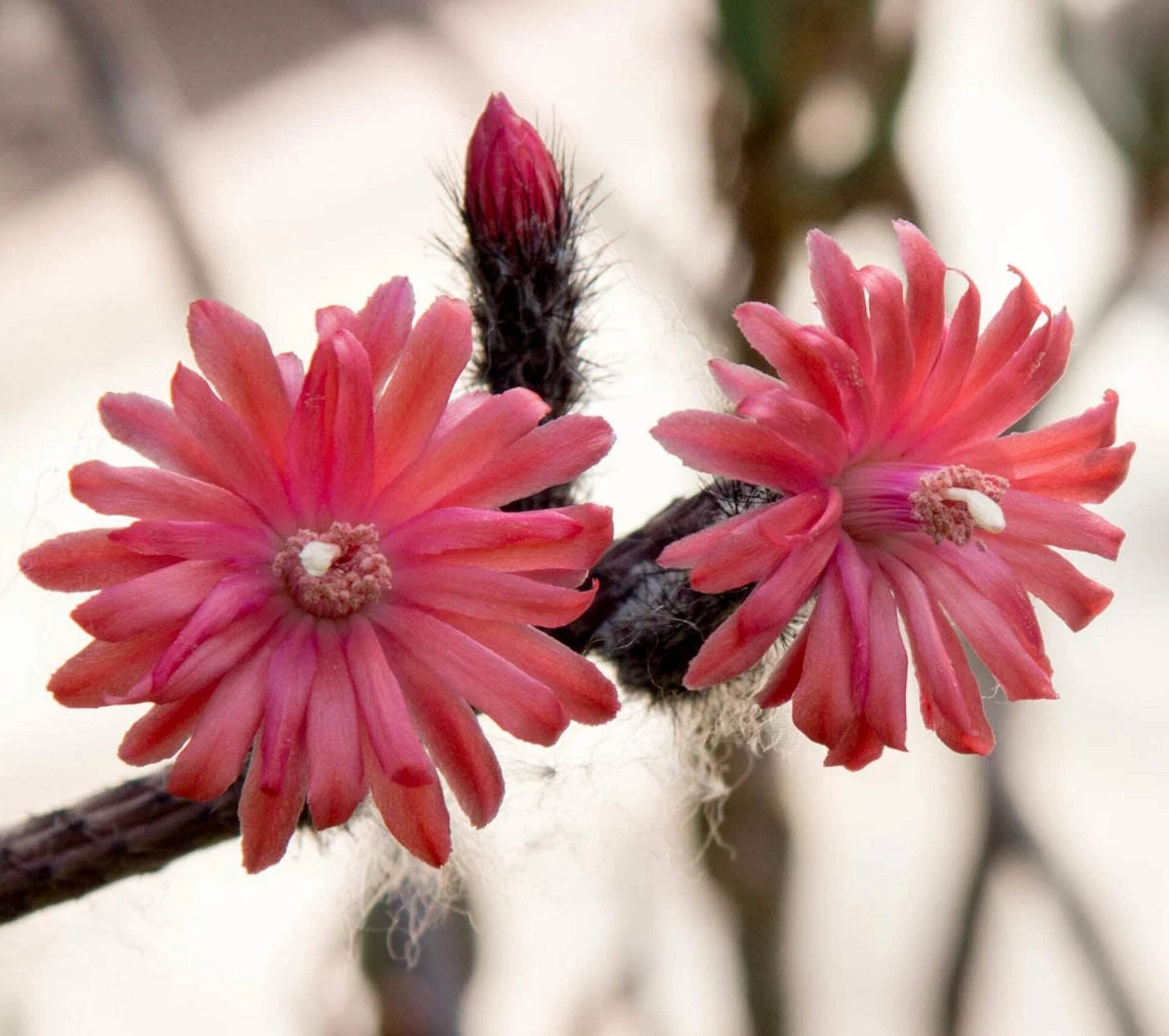 gymnocalycium andreae OT041: Gymnocalycium andreae (Yellow Flower Form) COLD HARDY CACTUS