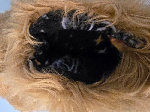 German Shepherd Full Fursuit. Brown, Tan & blue - Picture 13 of 21