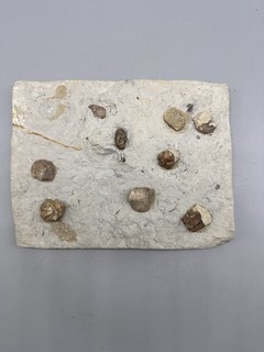 Fossil Trilobite Slab World Of Science Education