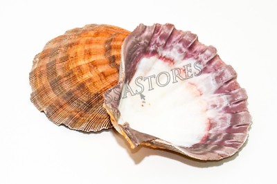 Orange Lion Paw Scallop Nautical Beach Craft Sea Shell 5''-5 1/2'' (1 Pair) #JC-28