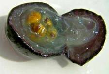 15  seeds of Black Noble Muscadine grape