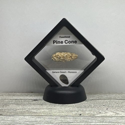 Pine Cone Fossil from the Sahara Desert in Display Case