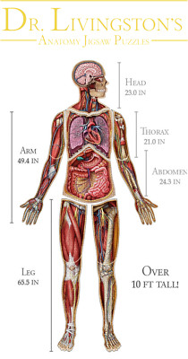 Dr. Livingstons Anatomie Puzzle der Mensch Band 1-7 (Auswählen) BRANDNEU