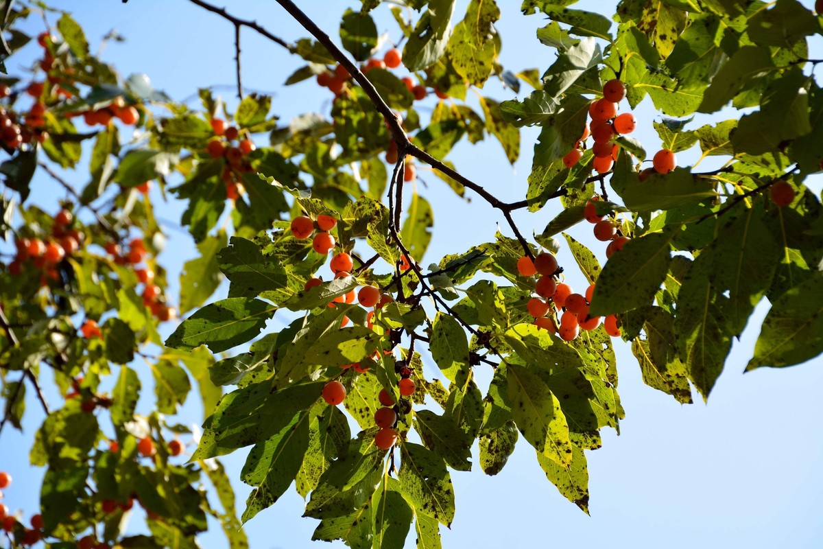 Date Plum Persimmon Tree Seeds (Diospyros Lotus) (Date-Plum) |  TREE, SHRUB
