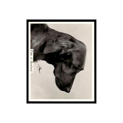 Flair of Bowland 1938 John Sinclair Cigarettes Champrion Dogs #48 VG