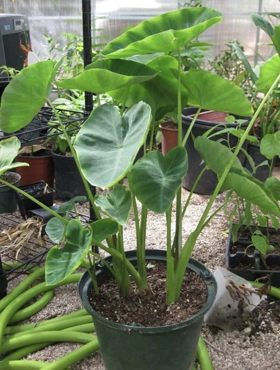 plant light bulbs for indoor plants Buy Full Spectrum LED Grow Light Bulbs