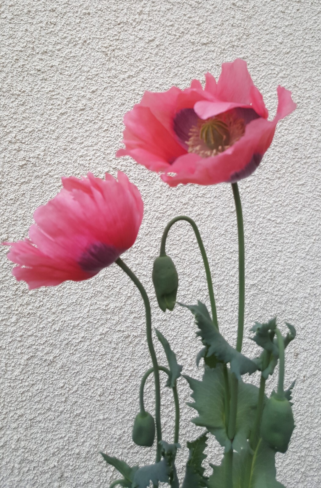 2000 Graines de Pavot Somnifère Géant Rose Coquelicot Méthode BIO Fleur vivace