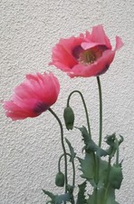 2000 Graines de Pavot Somnifère Géant Rose Coquelicot Méthode BIO  Fleur vivace