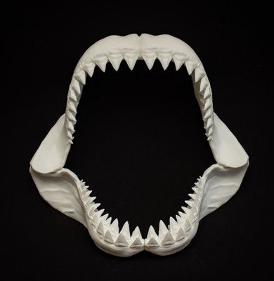 Haikiefer Replik 40 cm Megalodon Haizähne Kiefer Fossil Display
