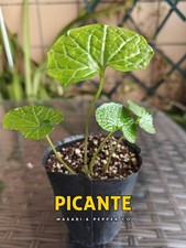 Wasabia japonica Pflanze - Japanischer Wasabi