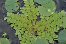 3 Salvinia Natans Pianta galleggiante per acquario e laghetto, ottima 