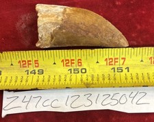 Rare Carcharodontosaurus Dinosaur Tooth T Rex Cousin 95 Mil Yrs Fossil 2 1/4”