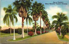 Floridas Tropical Avenues Linen 1951 Venice Fl Pm Wob Postcard