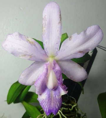 Cattleya Brazilian Star var Coerulea x Intermedia var Coerulea, Fragrant Plant