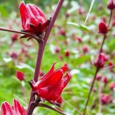Rosella, Jamaican sorel, Roselle, Rozelle, Sorrel, Red sorrel, Kharkade 50 seeds