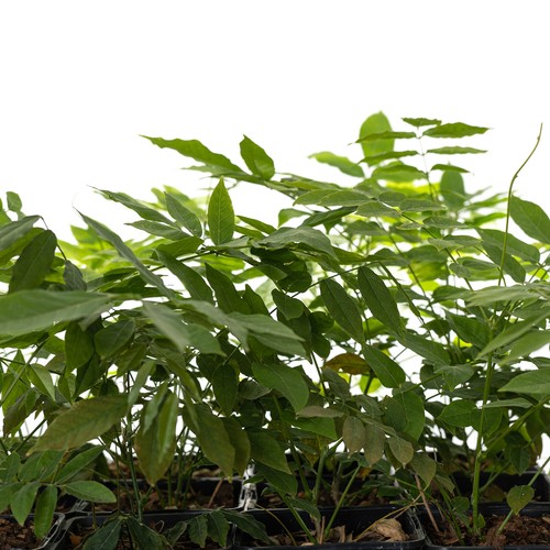 Blauregen Alba 1L - Eine äußerst schöne und intensiv duftende Sorte - Bild 8 von 8