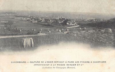 Luxembourg - Wicker culture used to make champagne baskets - Ed. Ma