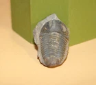 Vogesina Lacunafera Middle Ordovician Trilobite Collection resolution 1496 Andes