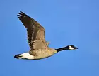 canada_goose_whisperer