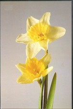 Holland-America Line S S Statendam Bermuda Cruise Dinner Menu D-1 1979 daffodil