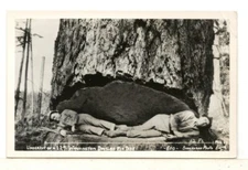 c1940 RPPC: Men Lying Across Undercut of Washington Douglas Pine Tree